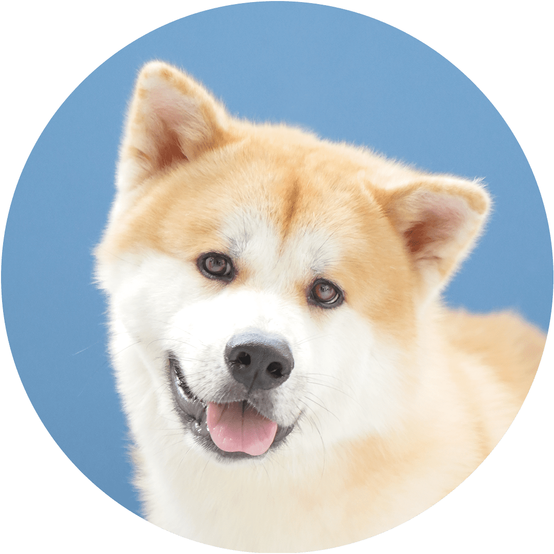 01haki